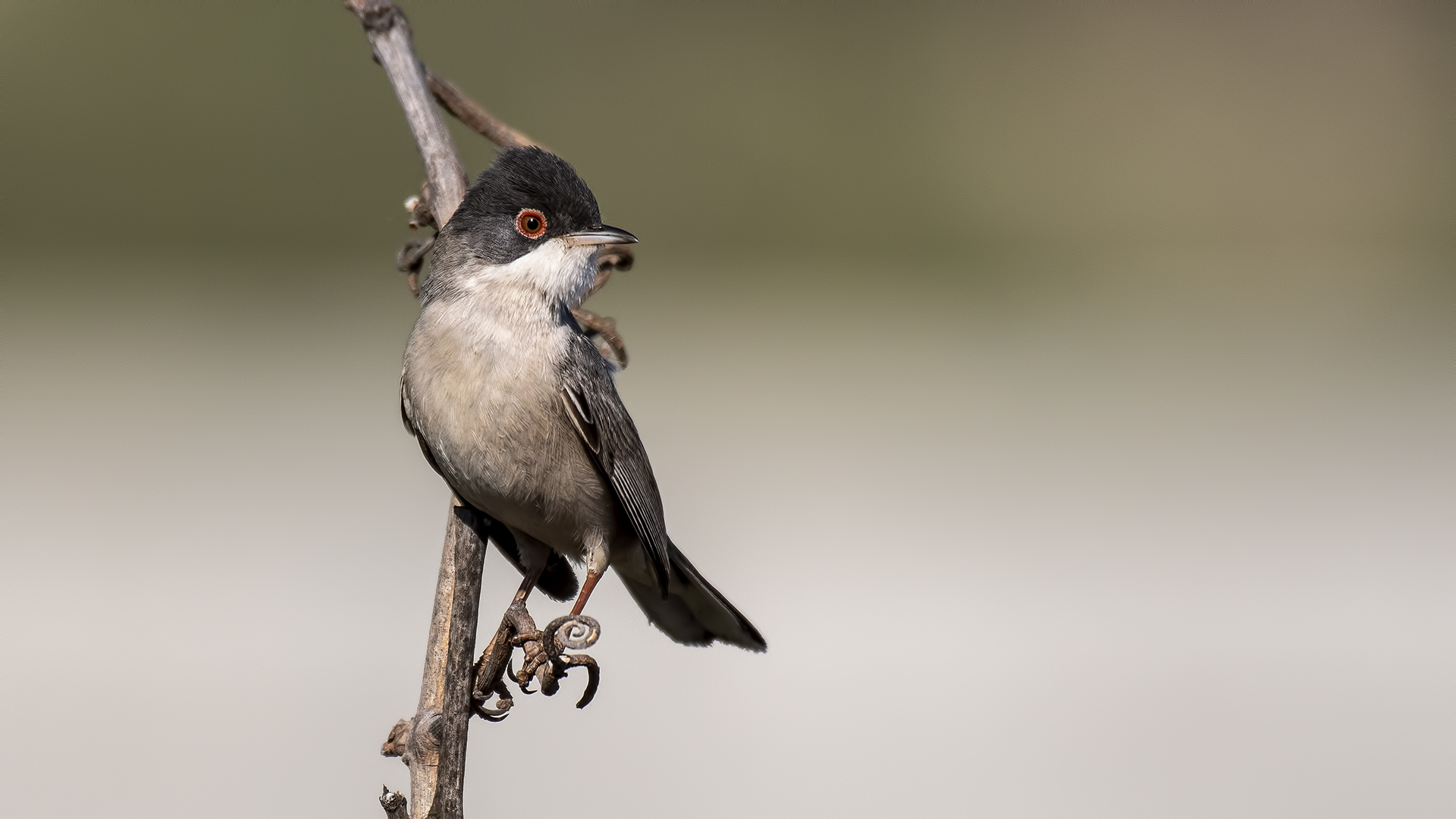 Menetries's Warbler